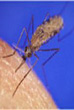 El mosquito Anopheles Gambiae es el principal vector de la malaria